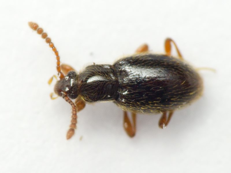 Scydmaenidae Leach, 1815
